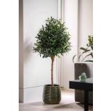 Potte Fie i en stor størrelse med et oliventre