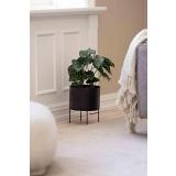 Alocasia plante i potte på gulvet 