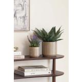 Plante agave og lavendel i potte arya