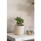 Potte avetia med plante kløver ved siden av telysholder flo