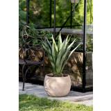 Plante Sisal i utepotte lydia