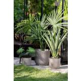 Utepotte Sofia i muldvarp stående ute i hafe