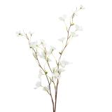 Gren kornell på stilk