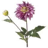 lilla dahlia