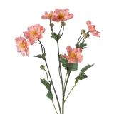 Stilkblomst Ranunkel 69 cm fersken