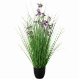 Lilla blomst / gressplante