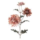 Stilkblomst Krysantemum 80cm rosa