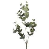 Gren Eucalyptus