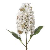 Stilklomst Syrinhortensia 75 cm hvit