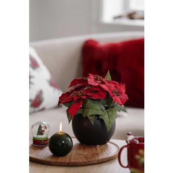 Lakklys på lysfat med julestjerne blomst