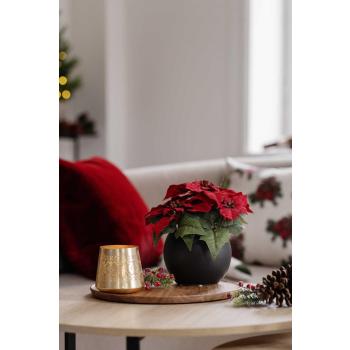 Lyslykt Eyla liten på lysfat med julestjerne blomst