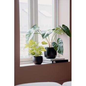 Plante Monstera i lana potte i vinduskarm