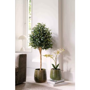 Potte Fie i to størrelser med en stor og liten plante