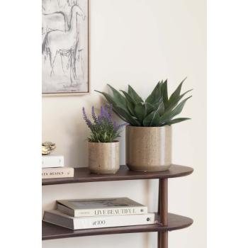 Plante agave og lavendel i potte arya