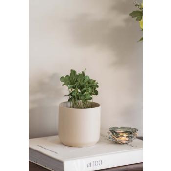 Potte avetia med plante kløver ved siden av telysholder flo