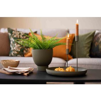 Bregne i potte på stuebordet 