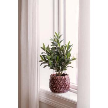 Lite oliventre i potte rose i vinduskarm
