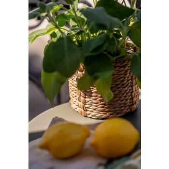 Kurv Mona nærbilde med sitroner