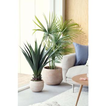 Plante Sisal og palme i potte lydia