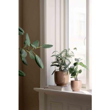 Plante Blader i potteskjuler i vinduskarm