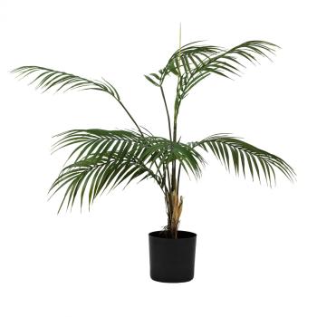 Plante Palme liten