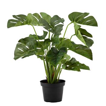 Plante Monstera i potte