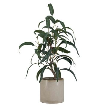 Plante Blader i potteskjuler