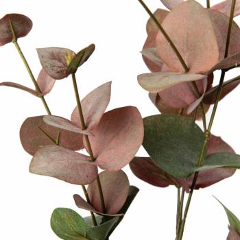 Gren Aucalyptus nærbilde