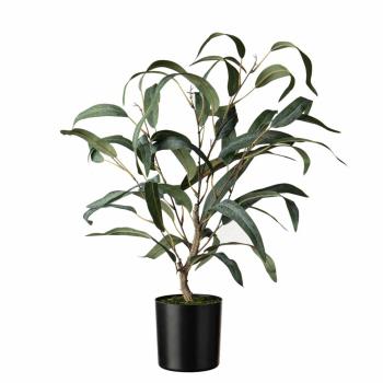 Plante Blader i potte