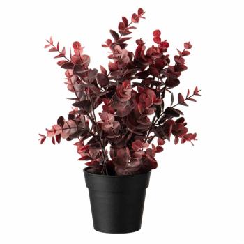 Eucalyptus i potte, burgunder