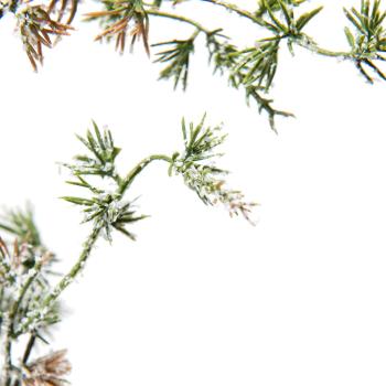 nærbilde gren av sedertre