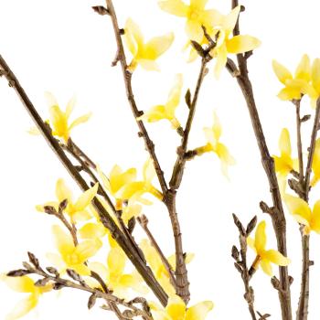Gul vårblomst forsythia nærbilde