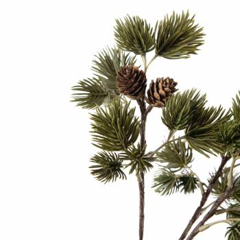 Gren furu 63 cm nærbilde