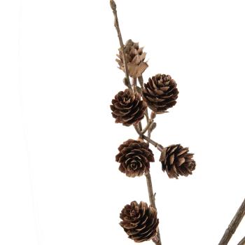 Gren med kongler nærbilde