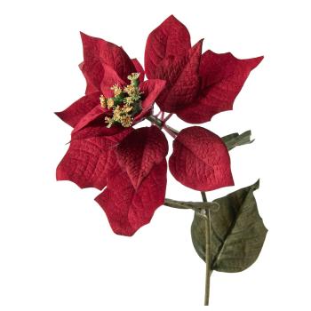 Julestjerne stilkblomst