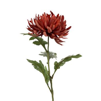 Stilkblomst Krysantemum