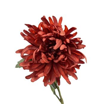 Stilkblomst Krysantemum nærbilde blomst