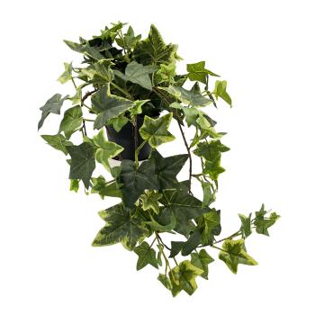 Plante Eføy tofarget