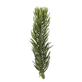 Plante granbar 1 stk