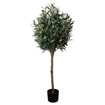 Oliventre i potte H 120 cm
