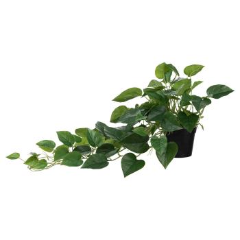 Hengende Gullranke liggende