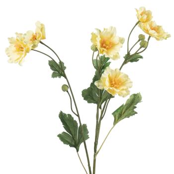 Stilkblomst Ranunkel 