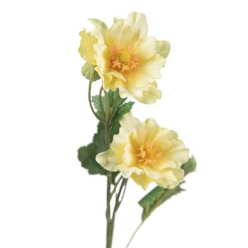 Stilkblomst Ranunkel nærbilde