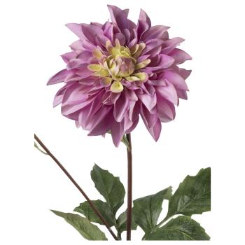 lilla dahlia