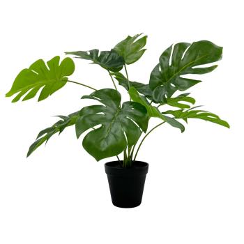Monstera i potte 42cm