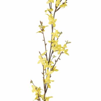 Girlander Forstythia 160cm