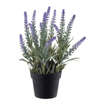 Lavendel plante