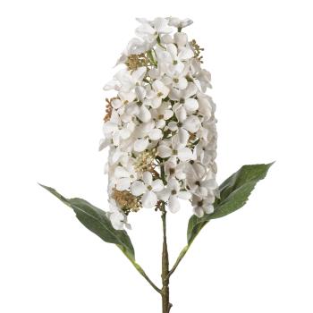 Stilklomst Syrinhortensia 75 cm hvit