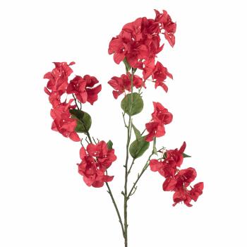 Stilkblomst Bougainvillea 106 cm