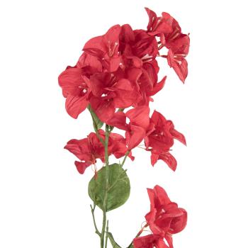 Stilkblomst Bougainvillea 106 cm